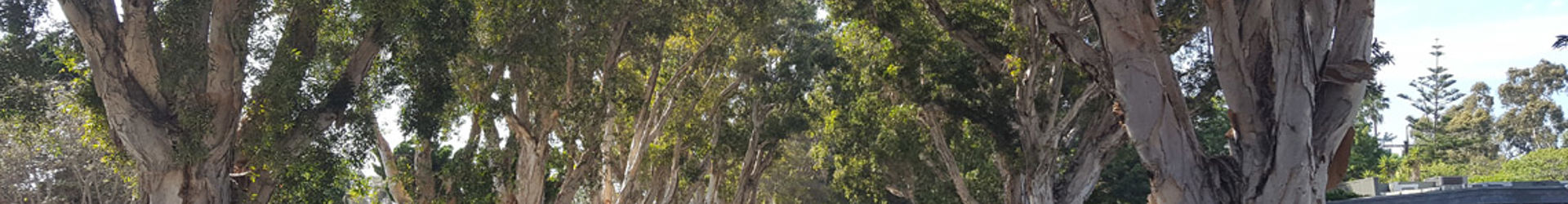 Mar Vista